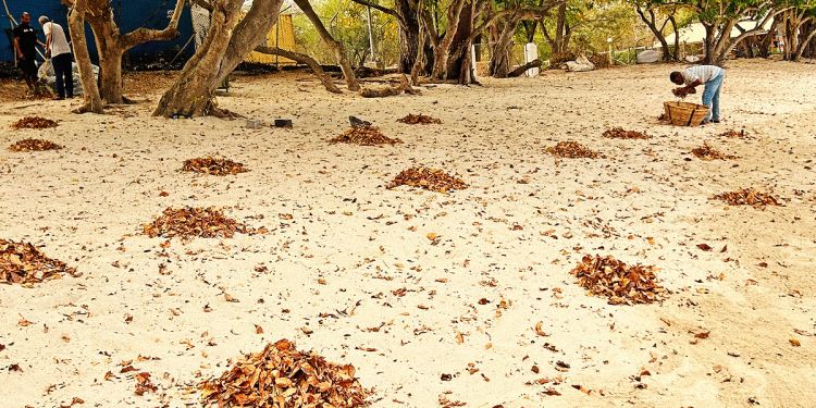 nettoyage des feuilles sur les plages de l'île Maurice