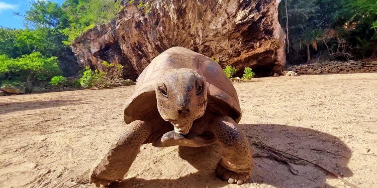 Tortue de la réserve François Leguat à Rodrigues